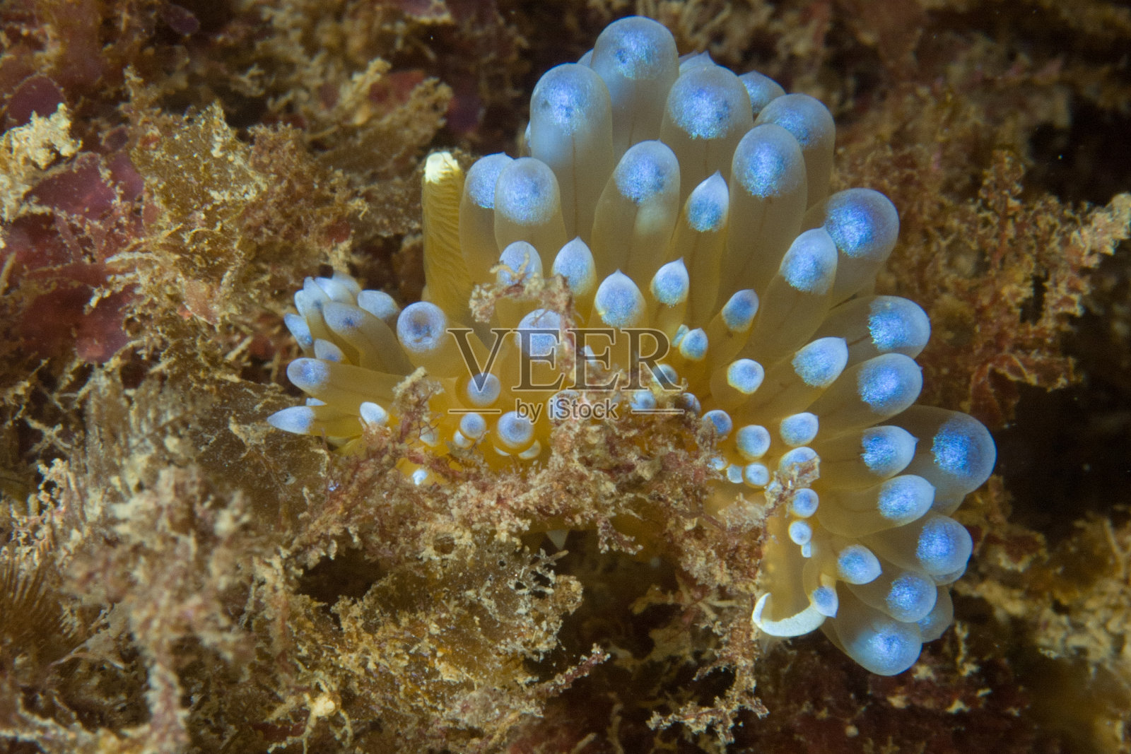 海狸猫照片摄影图片