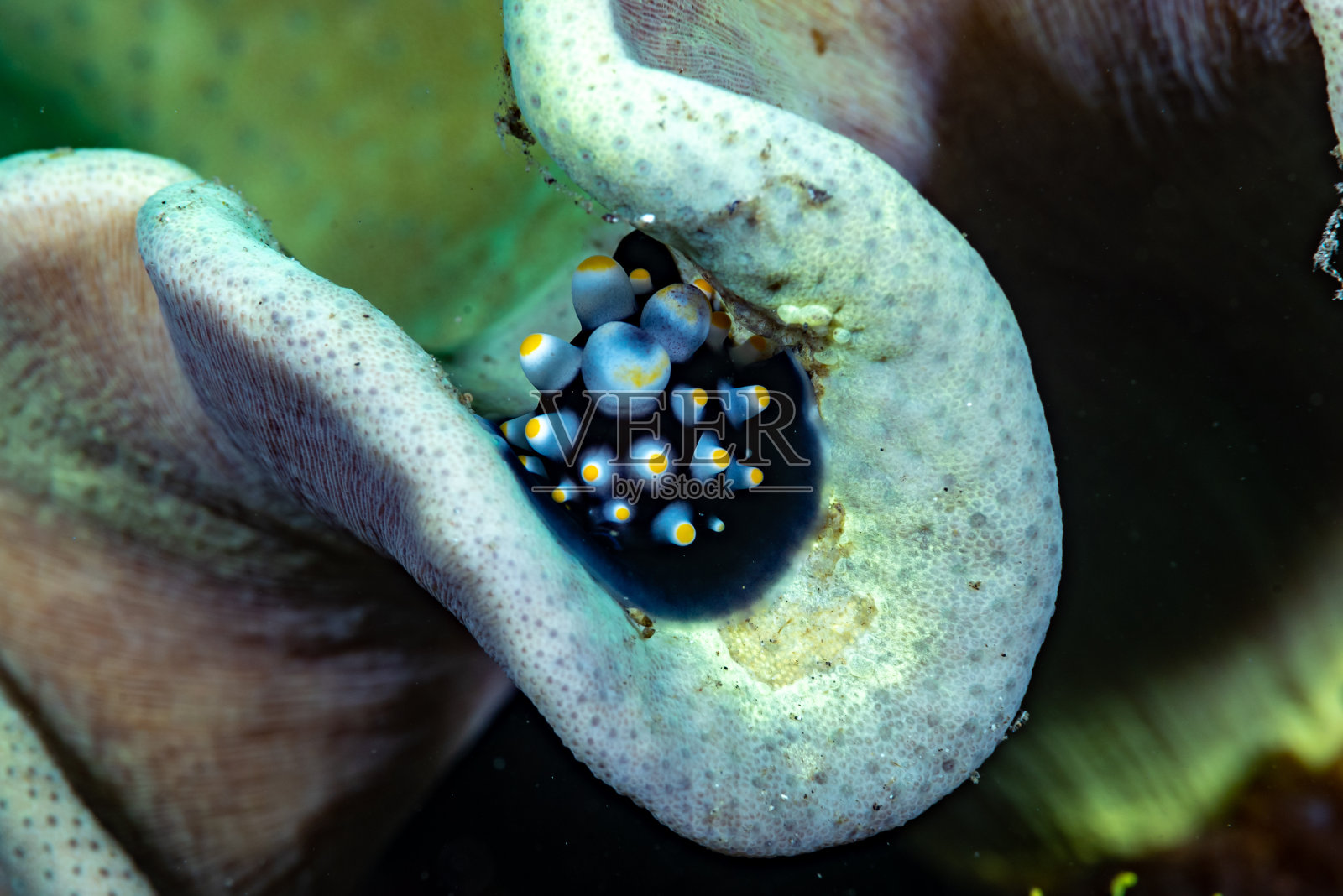 幼卵，普通卵照片摄影图片