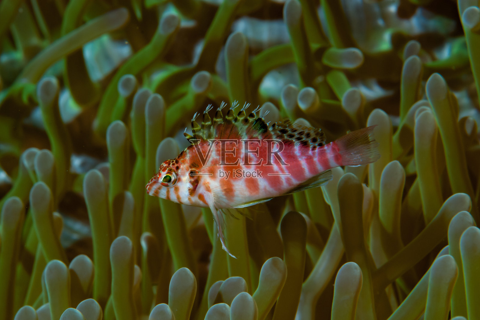 矮鹰鱼照片摄影图片