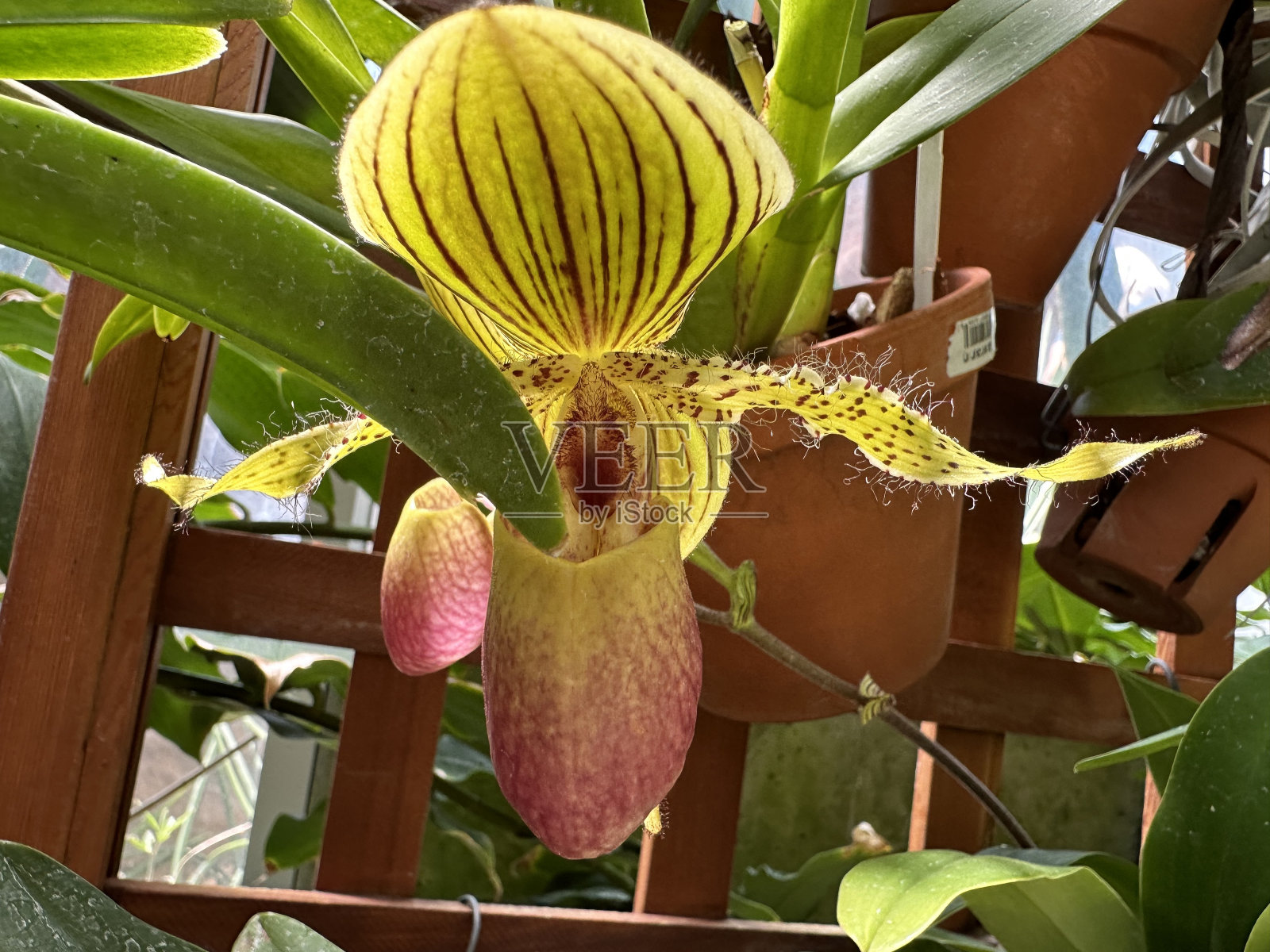 粉红色和黄色的兰花花照片摄影图片