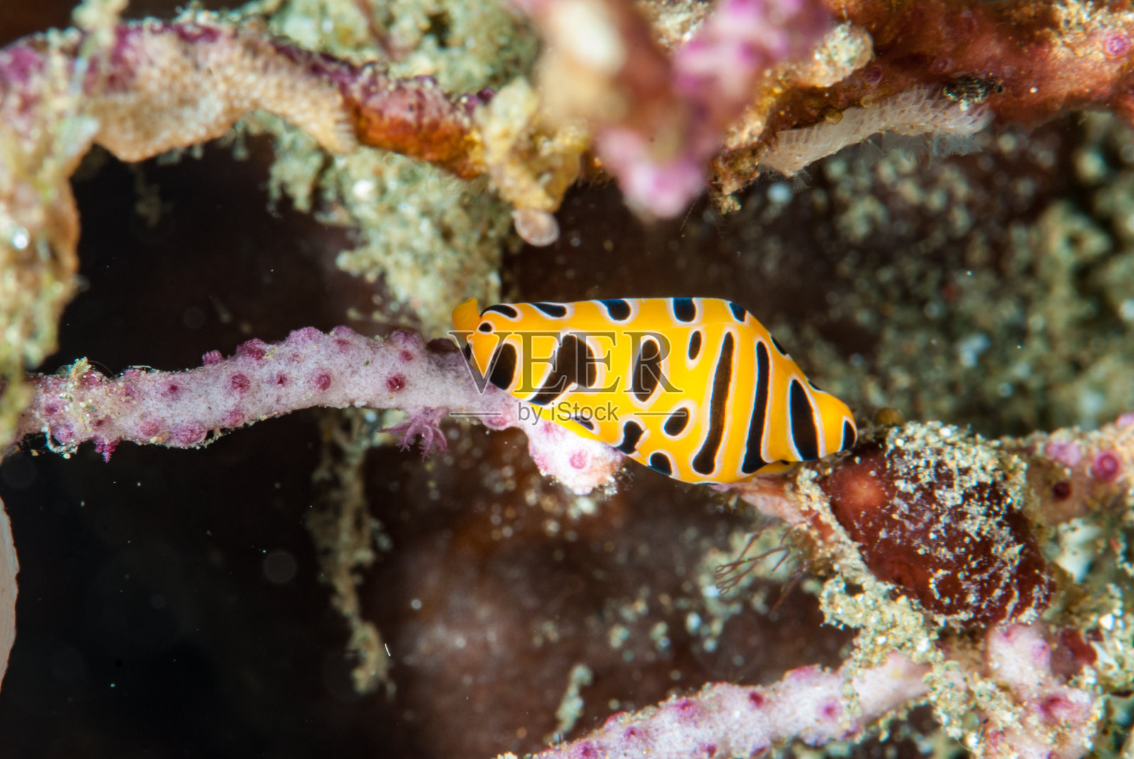 鸡蛋花照片摄影图片