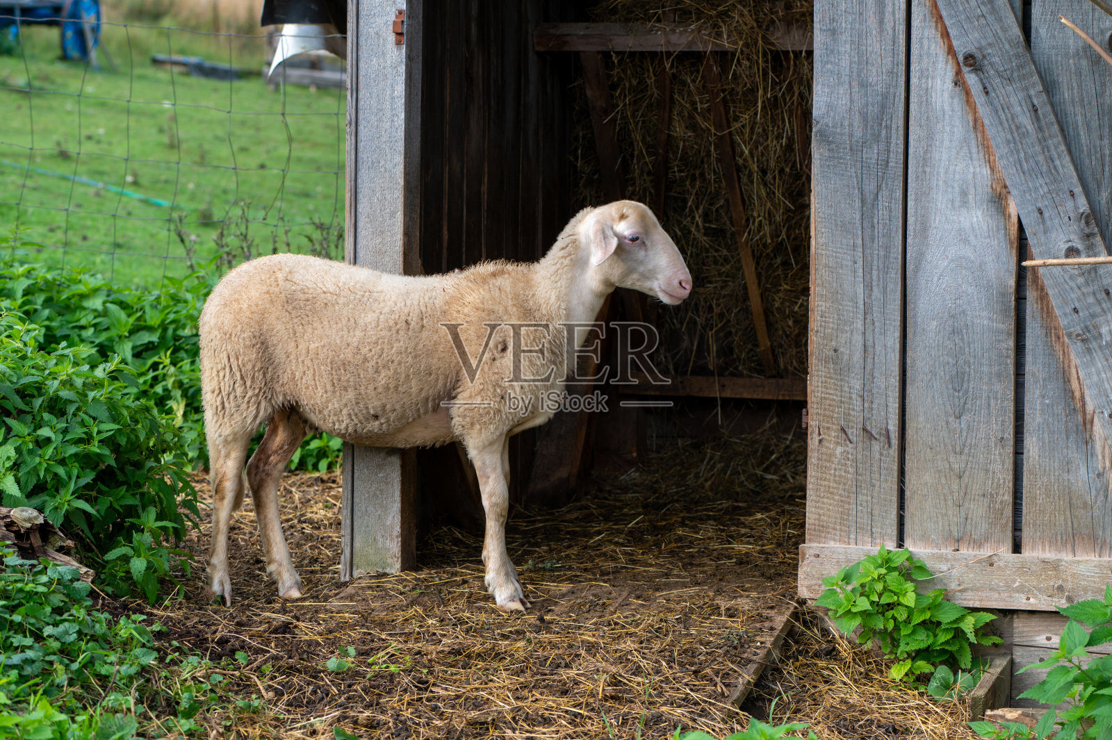 羊的肖像照片摄影图片
