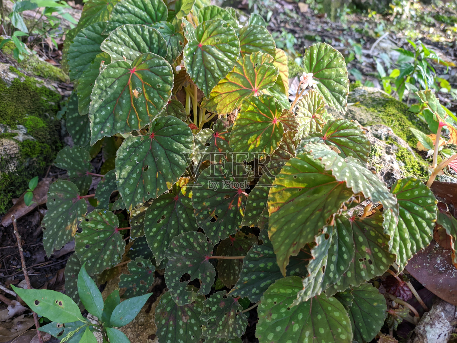 海棠是加里曼丹特有的植物，生长在石灰岩山脉照片摄影图片