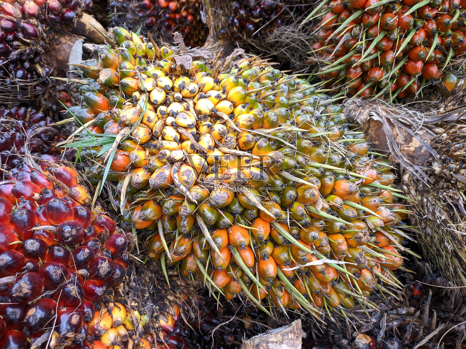 从加里曼丹居民的种植园收获的油棕果实照片摄影图片