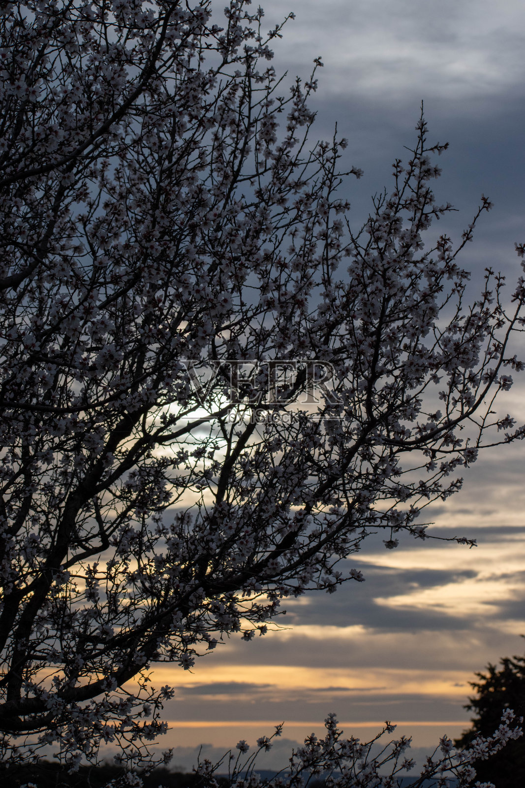 动物照片摄影图片