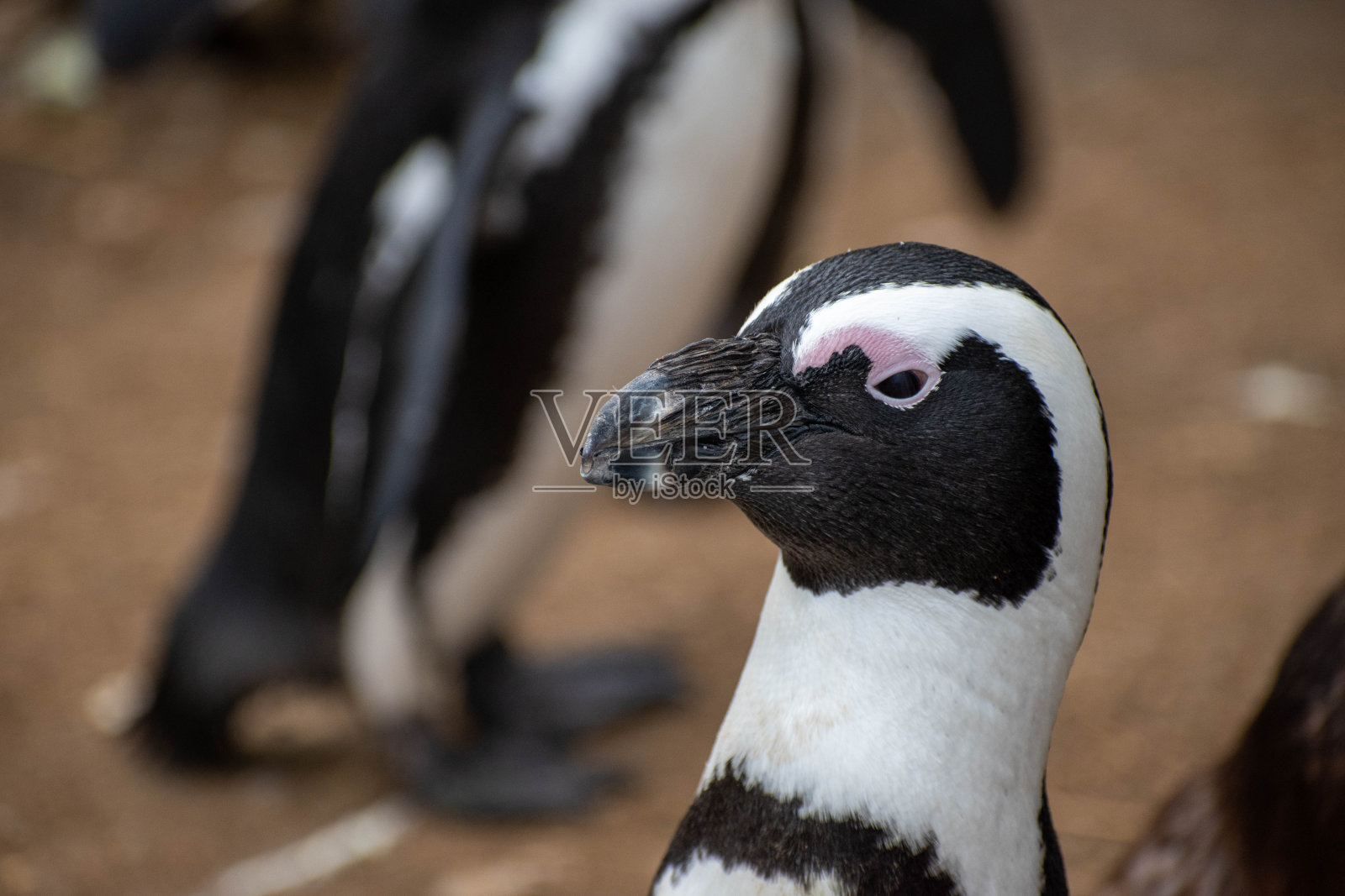 动物照片摄影图片
