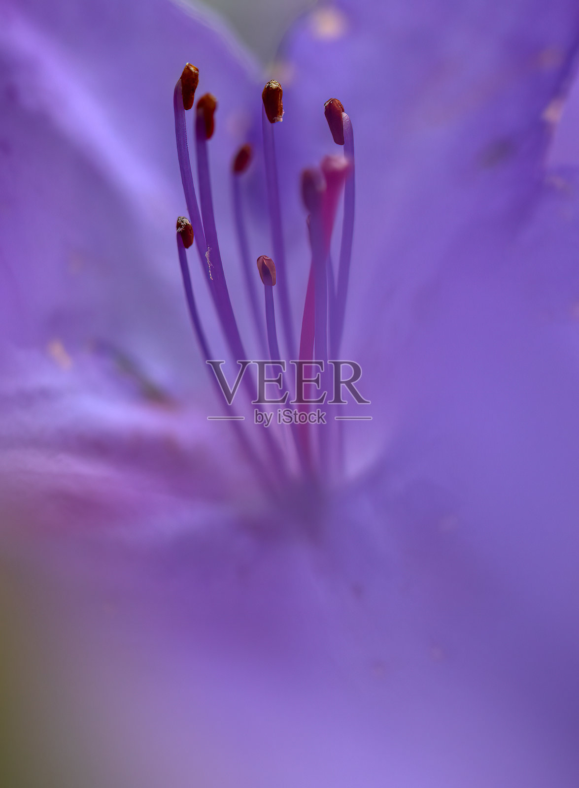 紫花艺术照片摄影图片