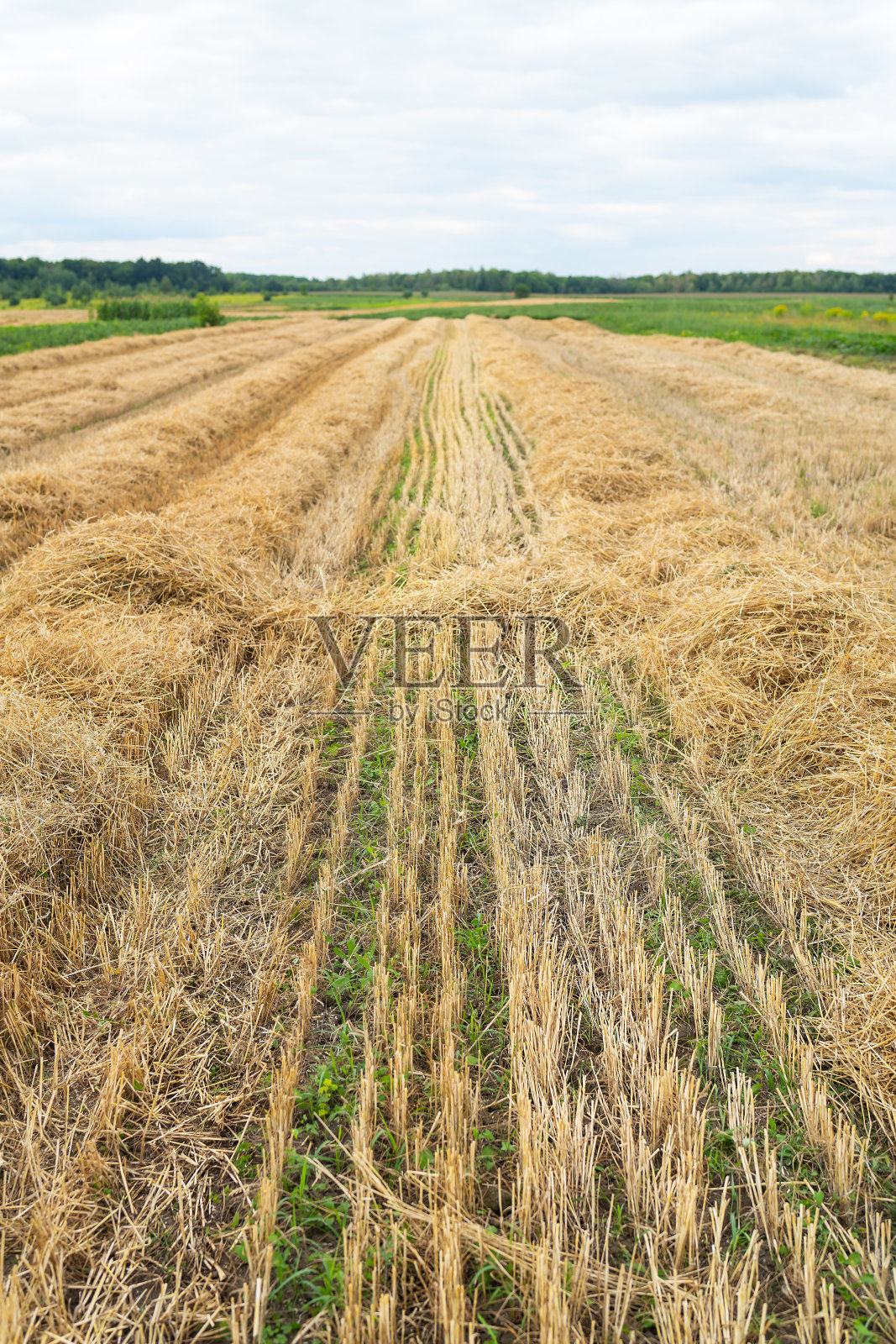 收割后的麦田，割过的田地，收割后的空地，季节性的农活。照片摄影图片