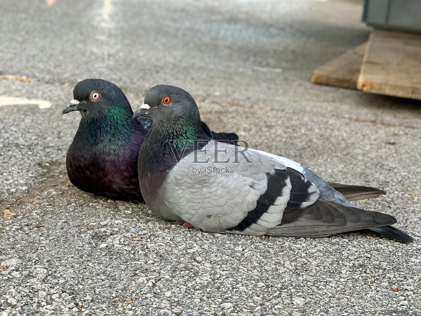 两只鸽子，人行道上的鸽子照片摄影图片
