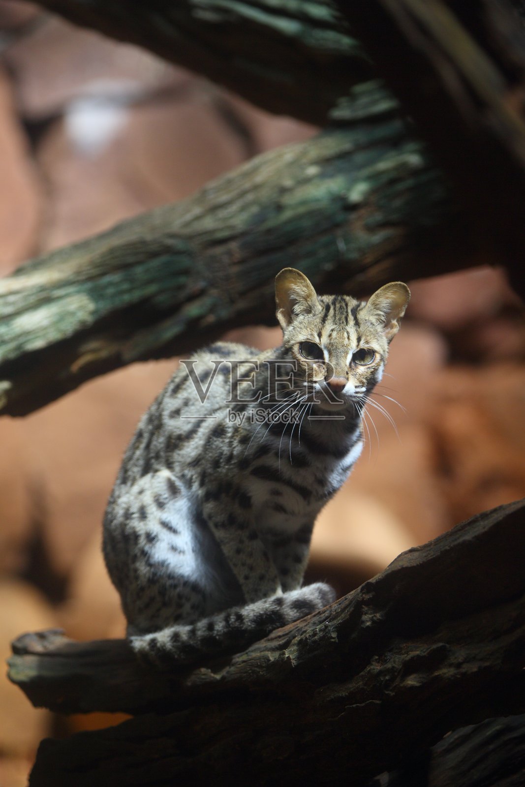 Prionailurus bengalensis照片摄影图片