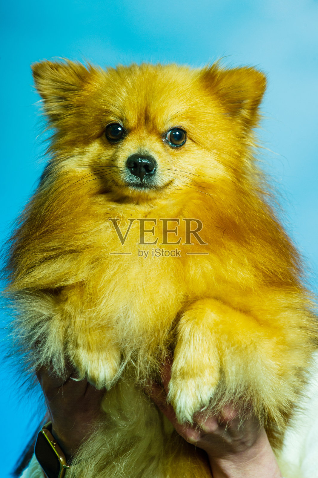 可爱的波美拉尼亚狗肖像。Stodio背景。照片摄影图片