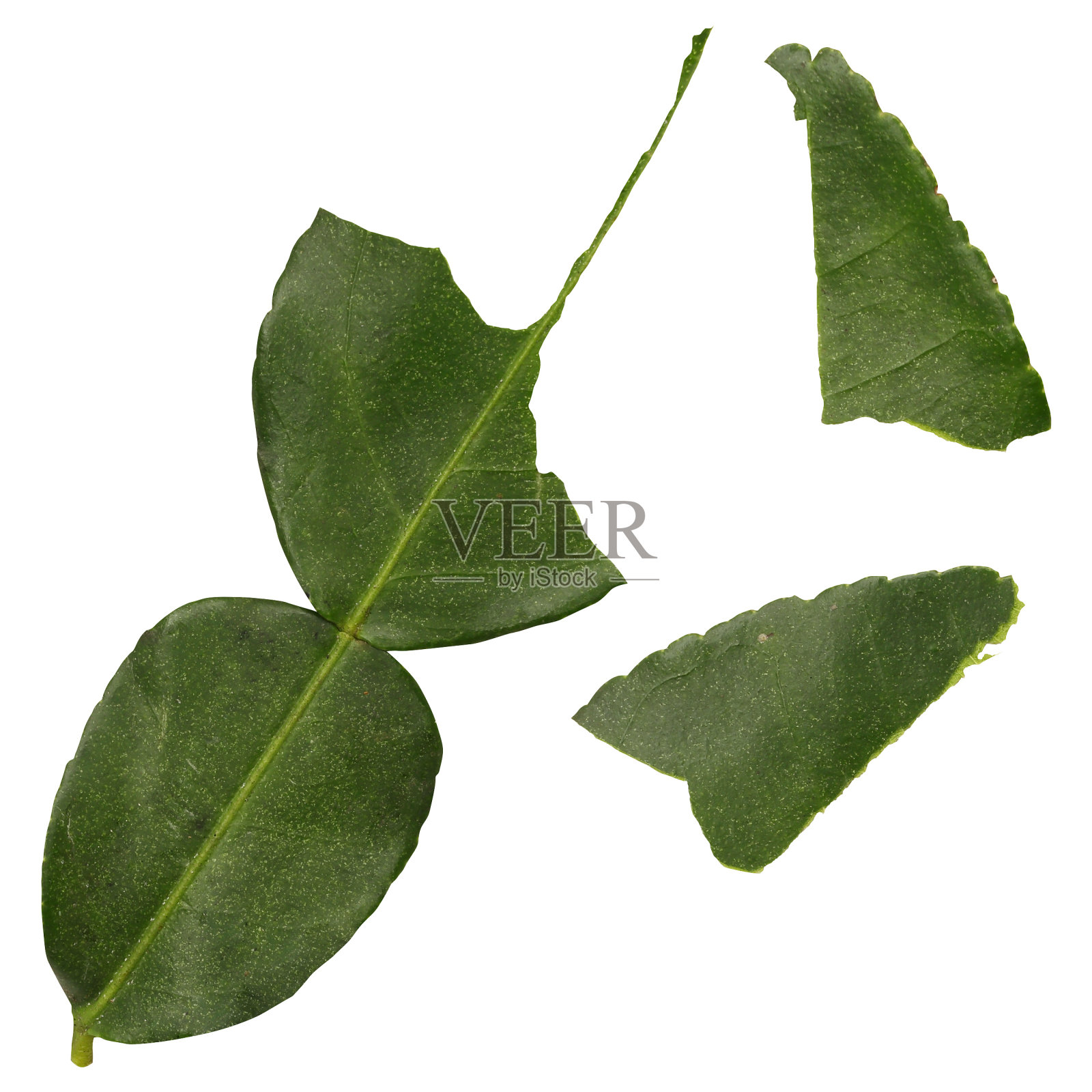 撕碎的佛手柑叶照片摄影图片