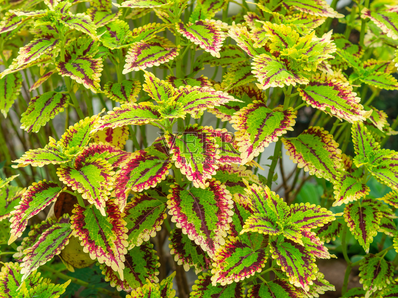 色彩缤纷的叶背景，龙葵或色堇混合。照片摄影图片