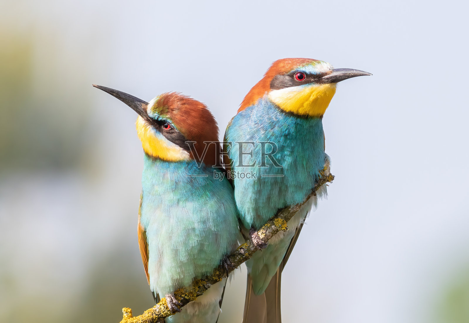 欧洲食蜂者。清晨，一群鸟栖息在树枝上照片摄影图片