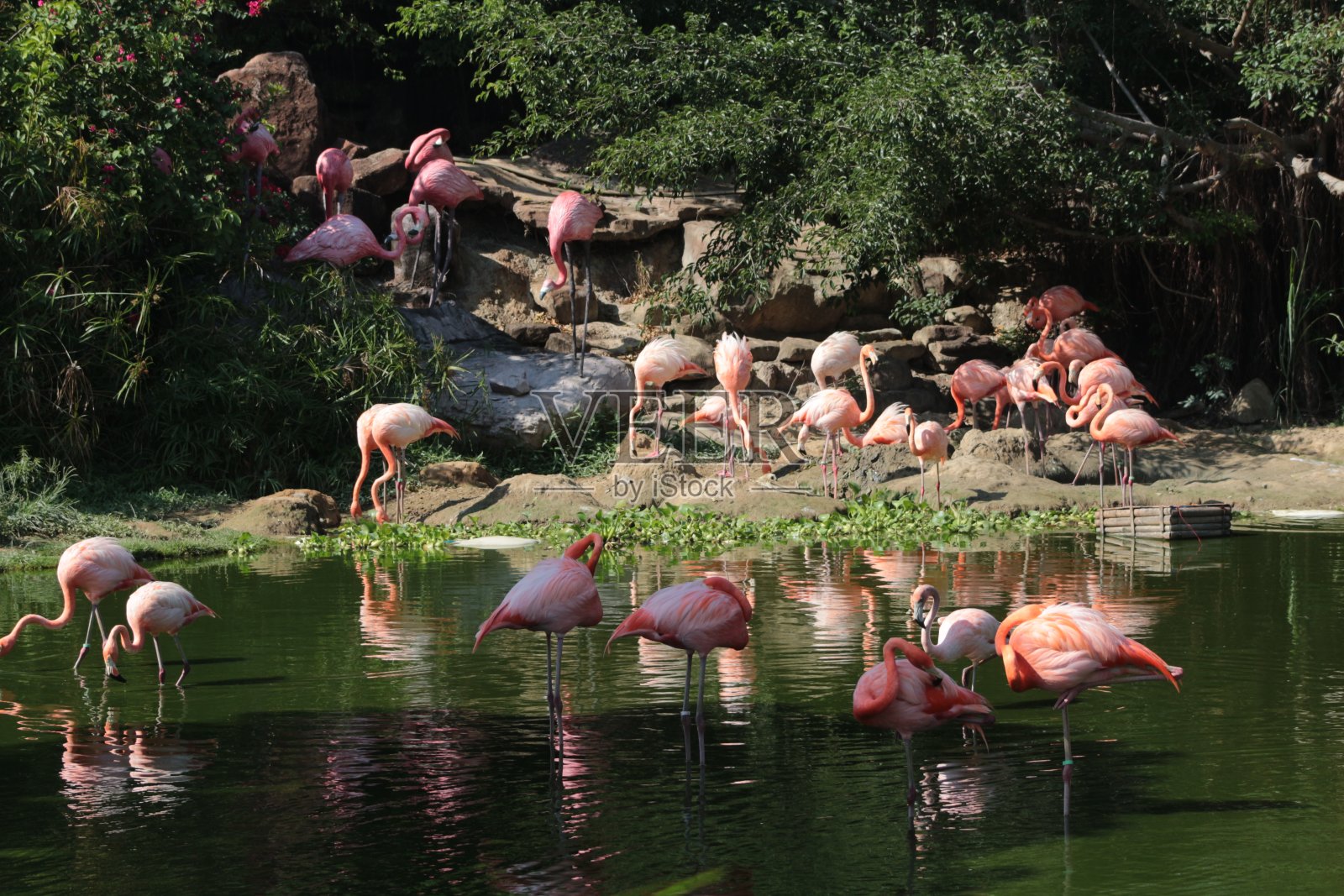 粉色Famingos照片摄影图片