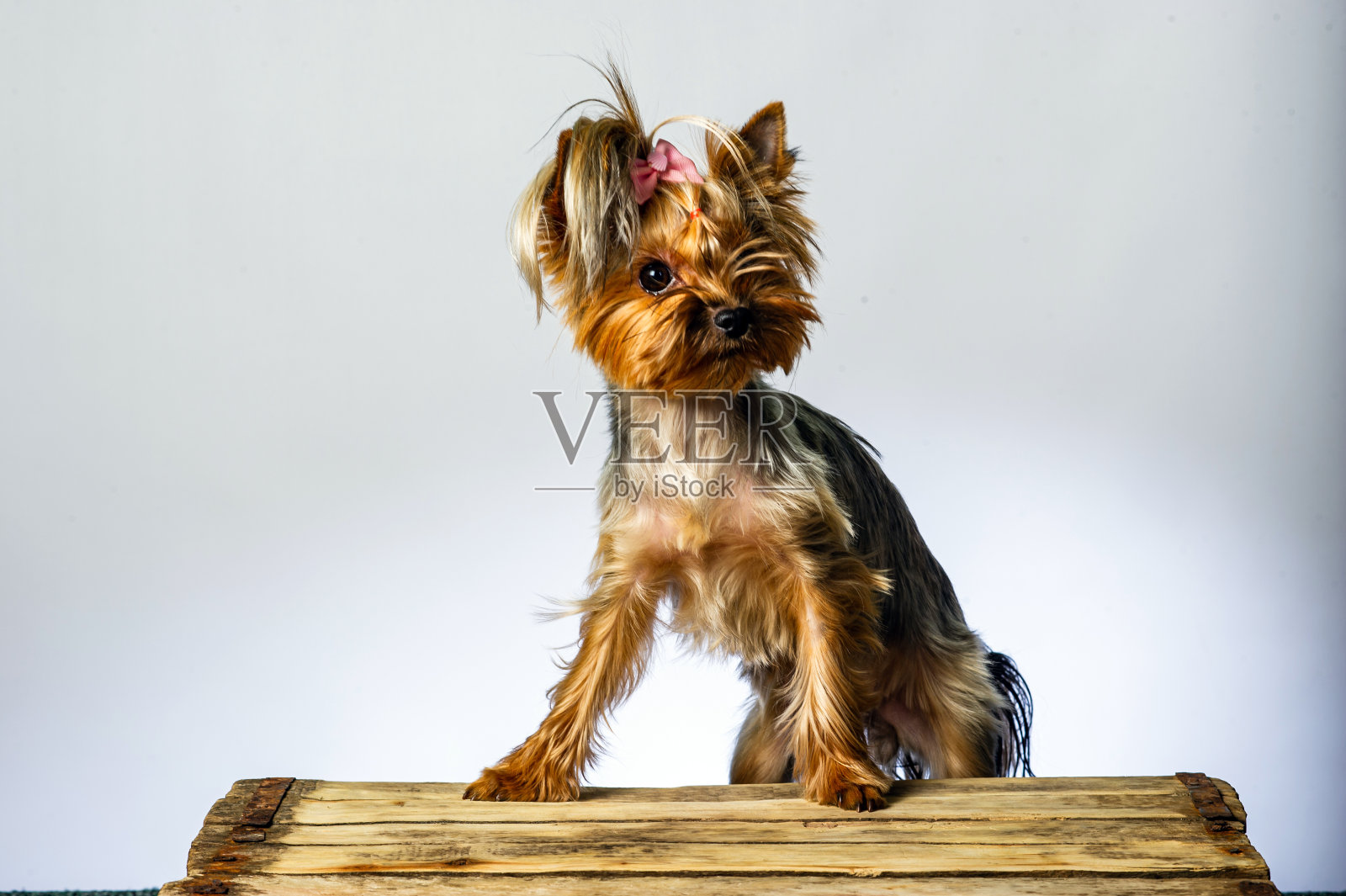 一只约克夏梗犬在白色背景下看着镜头照片摄影图片