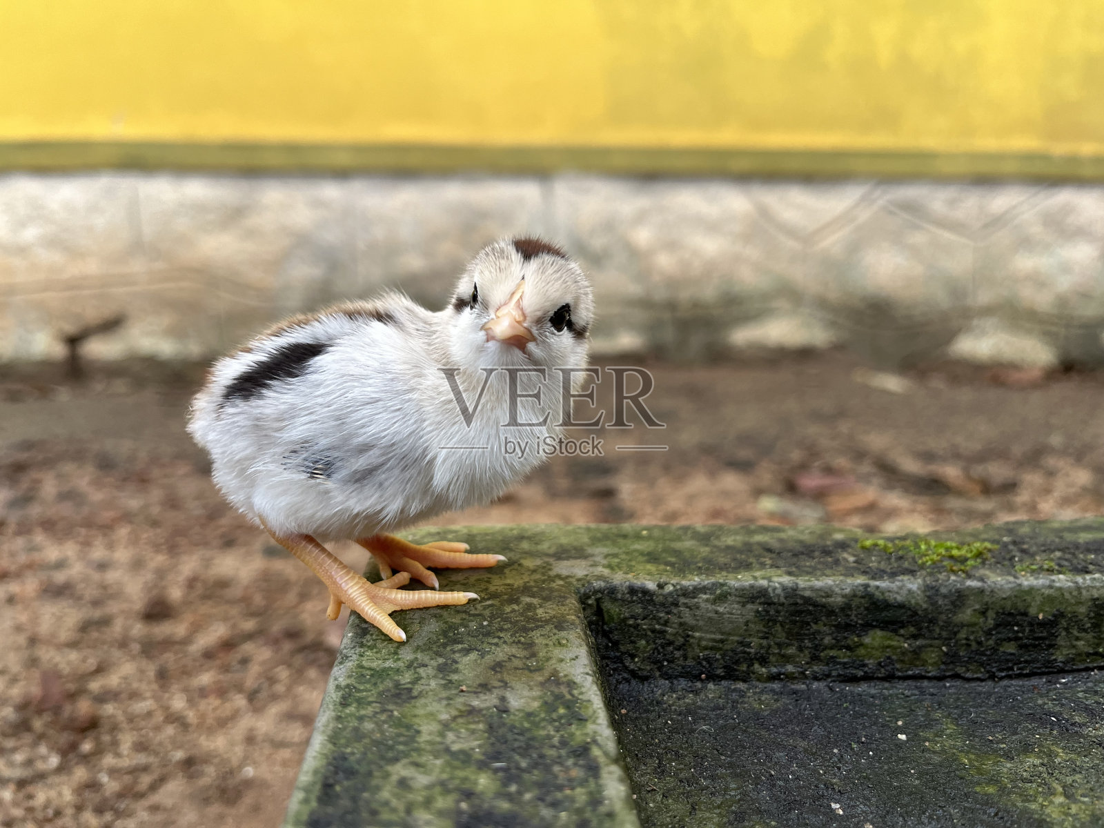 灰色的野禽穿过小鸡照片摄影图片