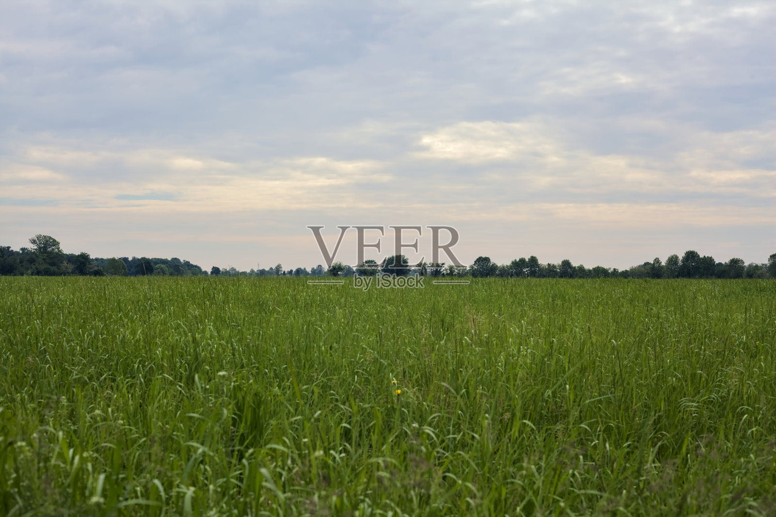 在一个阴天，乡间的草地和远处的小树林照片摄影图片