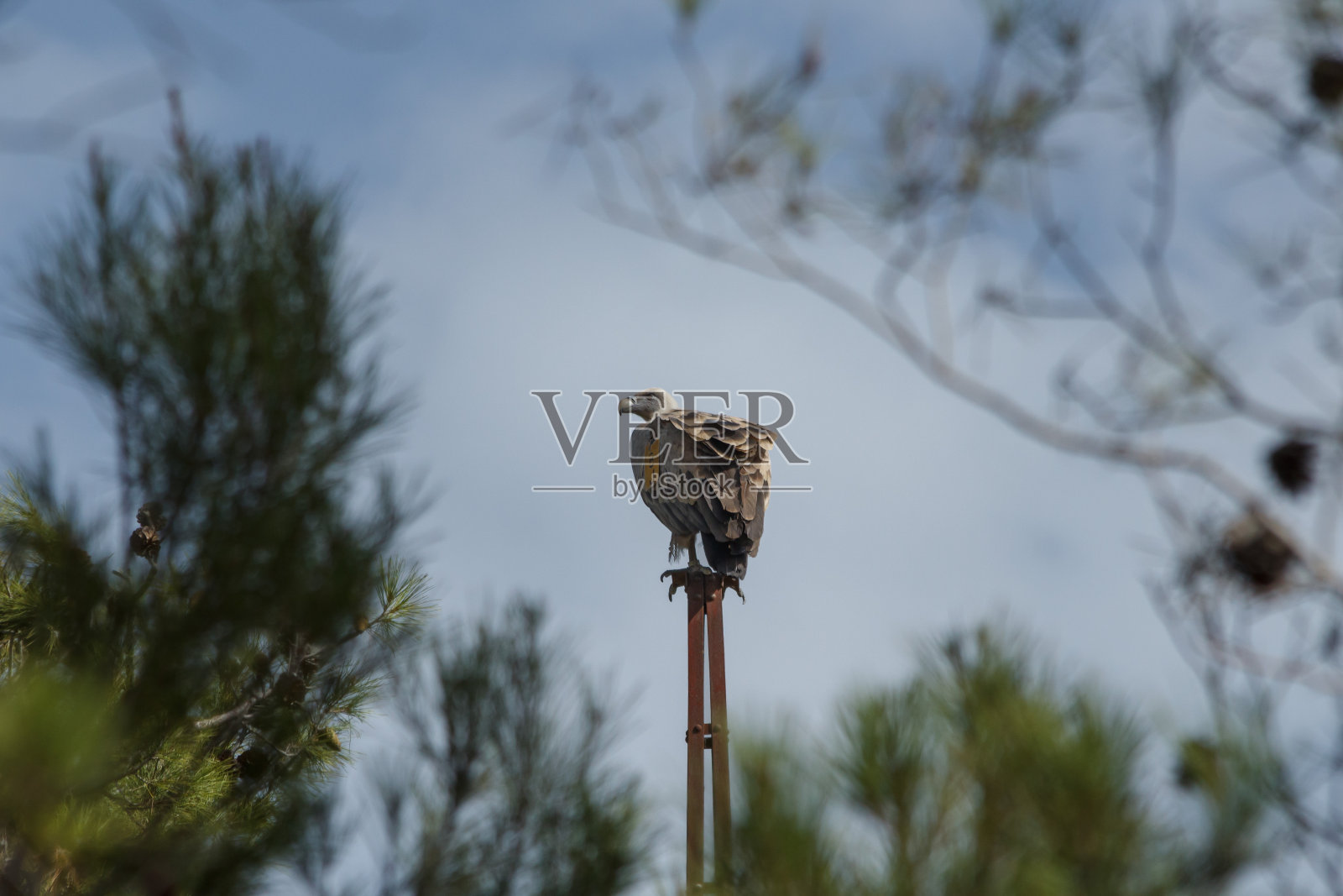 松枝框架的旧灯杆上的鹫鹫照片摄影图片