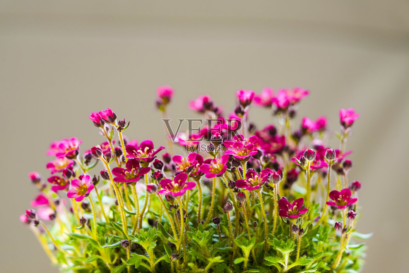 粉红色的樱草花。开花植物。虎耳草属。照片摄影图片