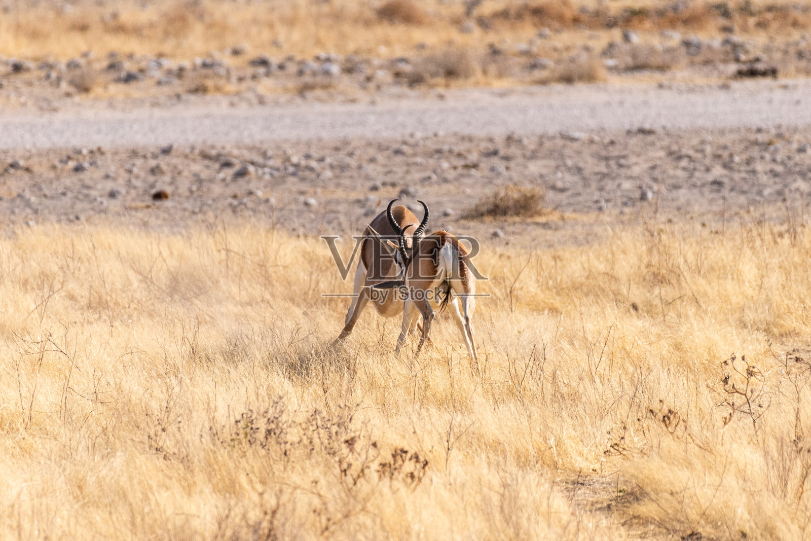 两只争斗的黑斑羚照片摄影图片