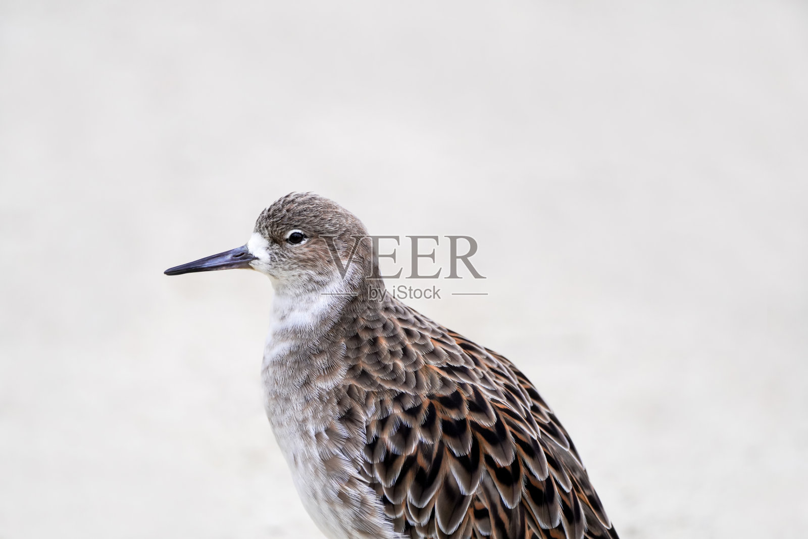 本质上是红脚蛇。鸟特写。Triga totanus。照片摄影图片