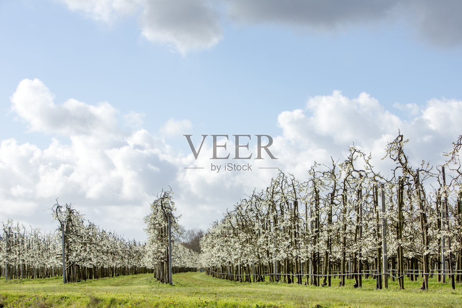 荷兰春天，蓝天白云下盛开的果树照片摄影图片