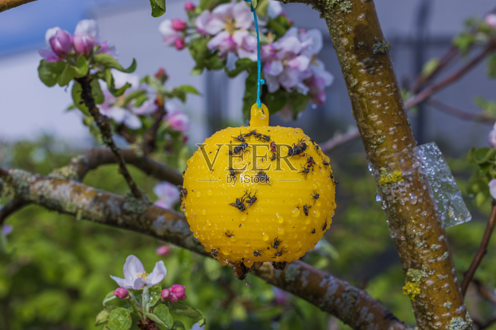 开花苹果树上粘虫陷阱上的昆虫特写。照片摄影图片