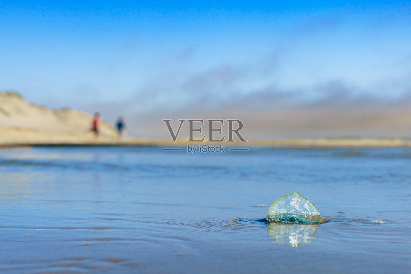 蓝帆水母，或被风水手，或Velella Velella，在海滩上的特写。一个微小的帆使这种生物能够移动照片摄影图片