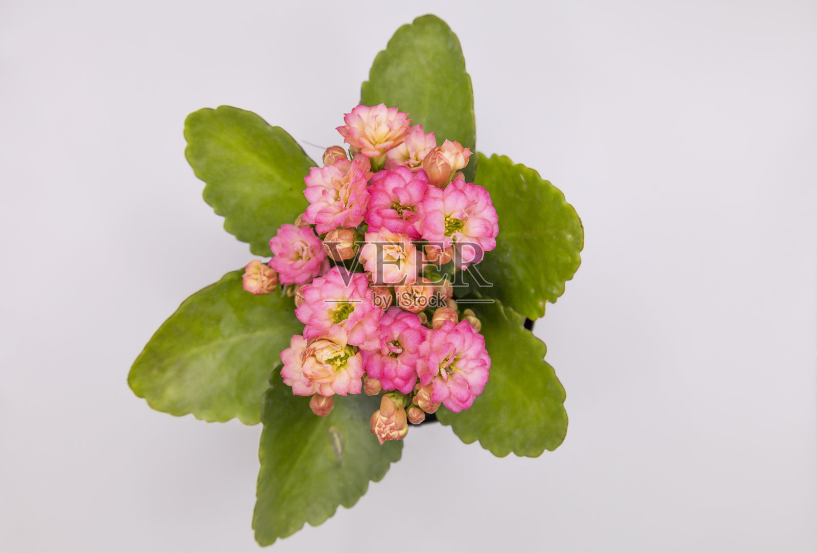 盛开的凤尾花在一盆里，隔离在蓝色的背景上，用自由的空间隔离照片摄影图片