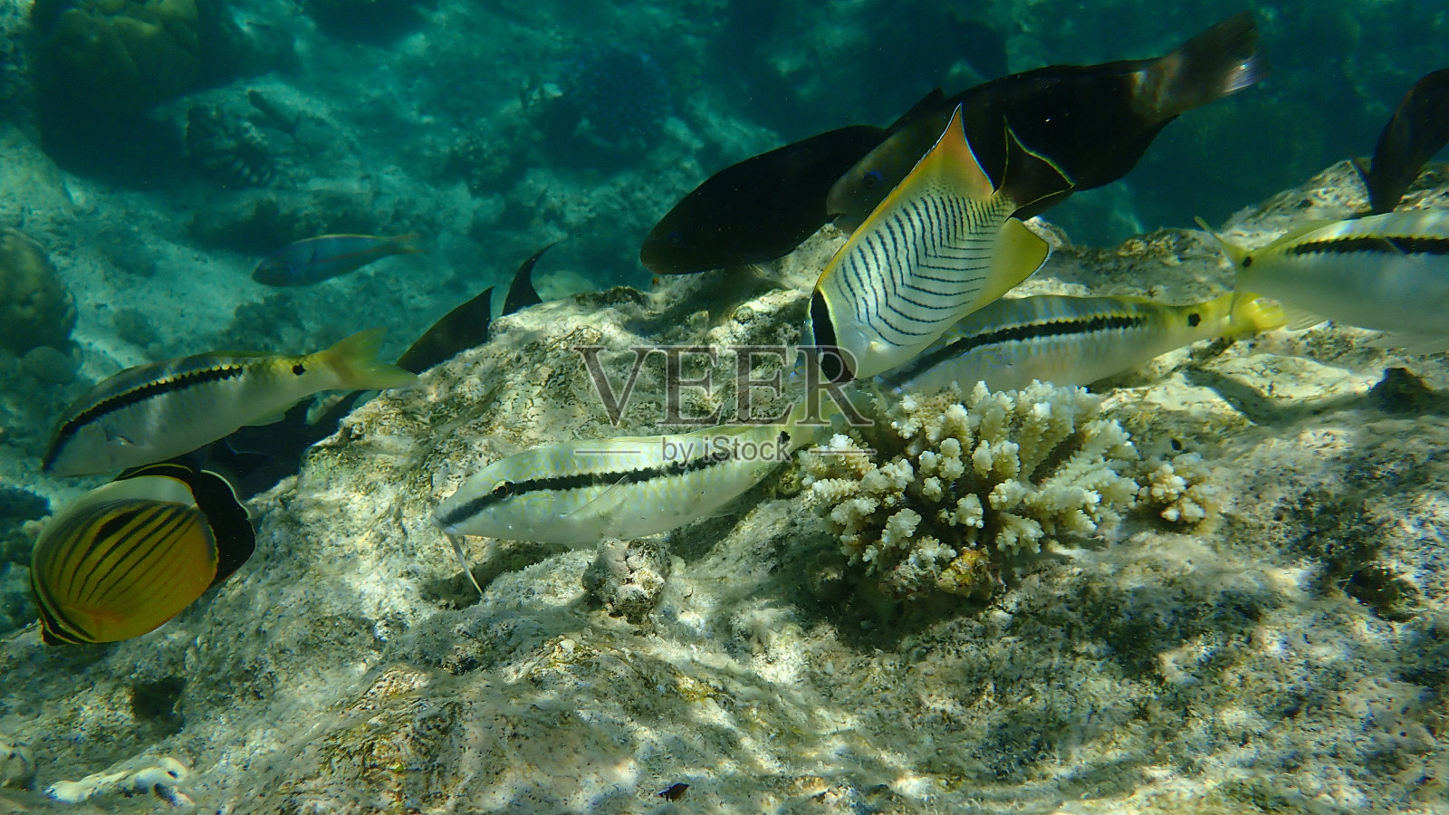 红海须鲷与月眉蝶鱼照片摄影图片