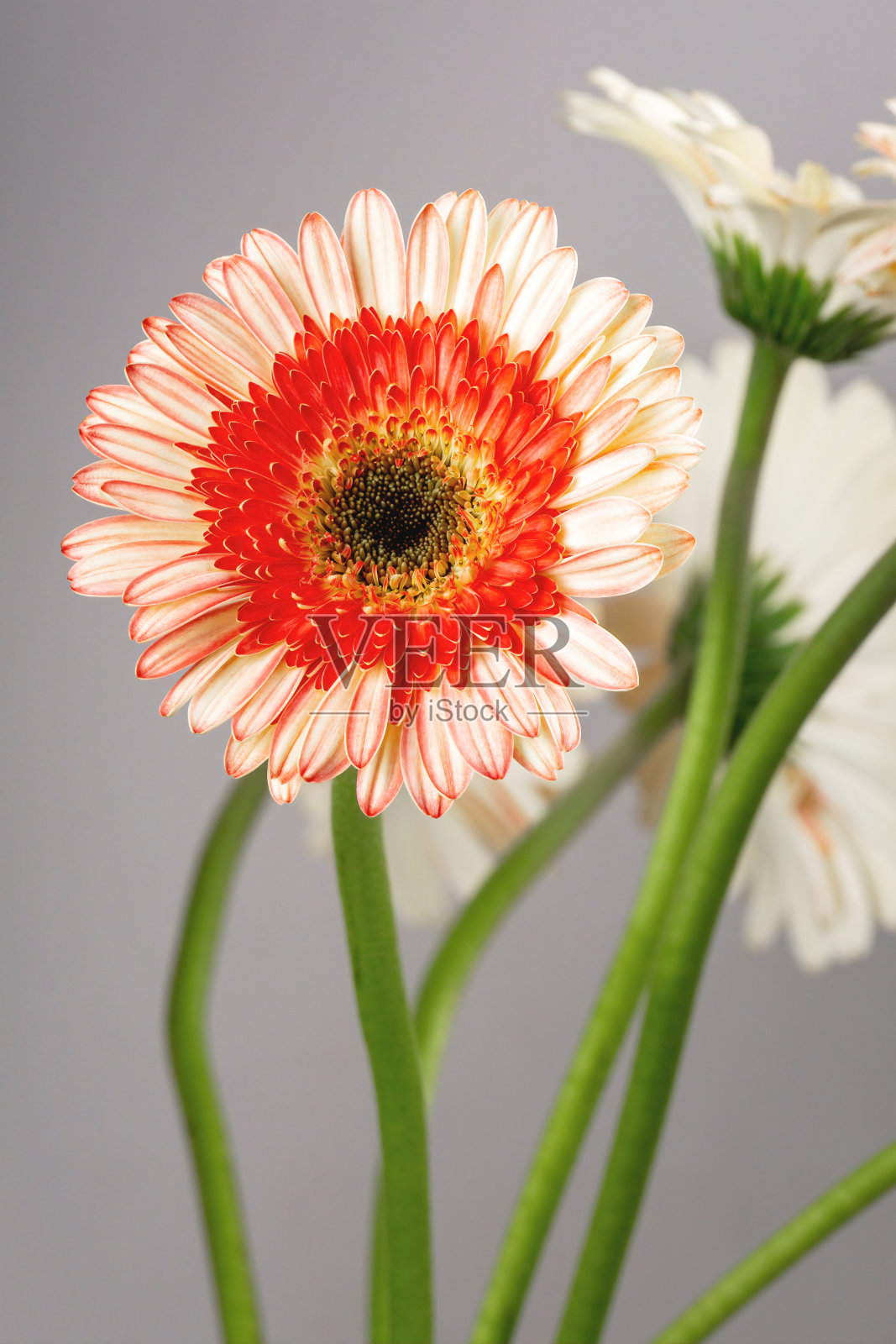 浅灰色背景上的黄粉色非洲菊照片摄影图片
