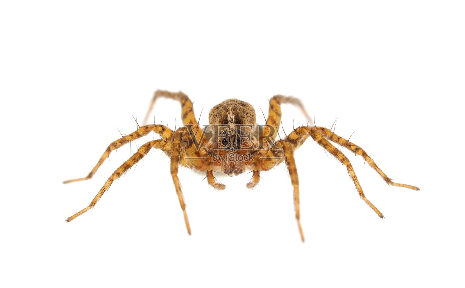 白色背景上卵囊分离的细足狼蛛，Pardosa sp.。照片摄影图片