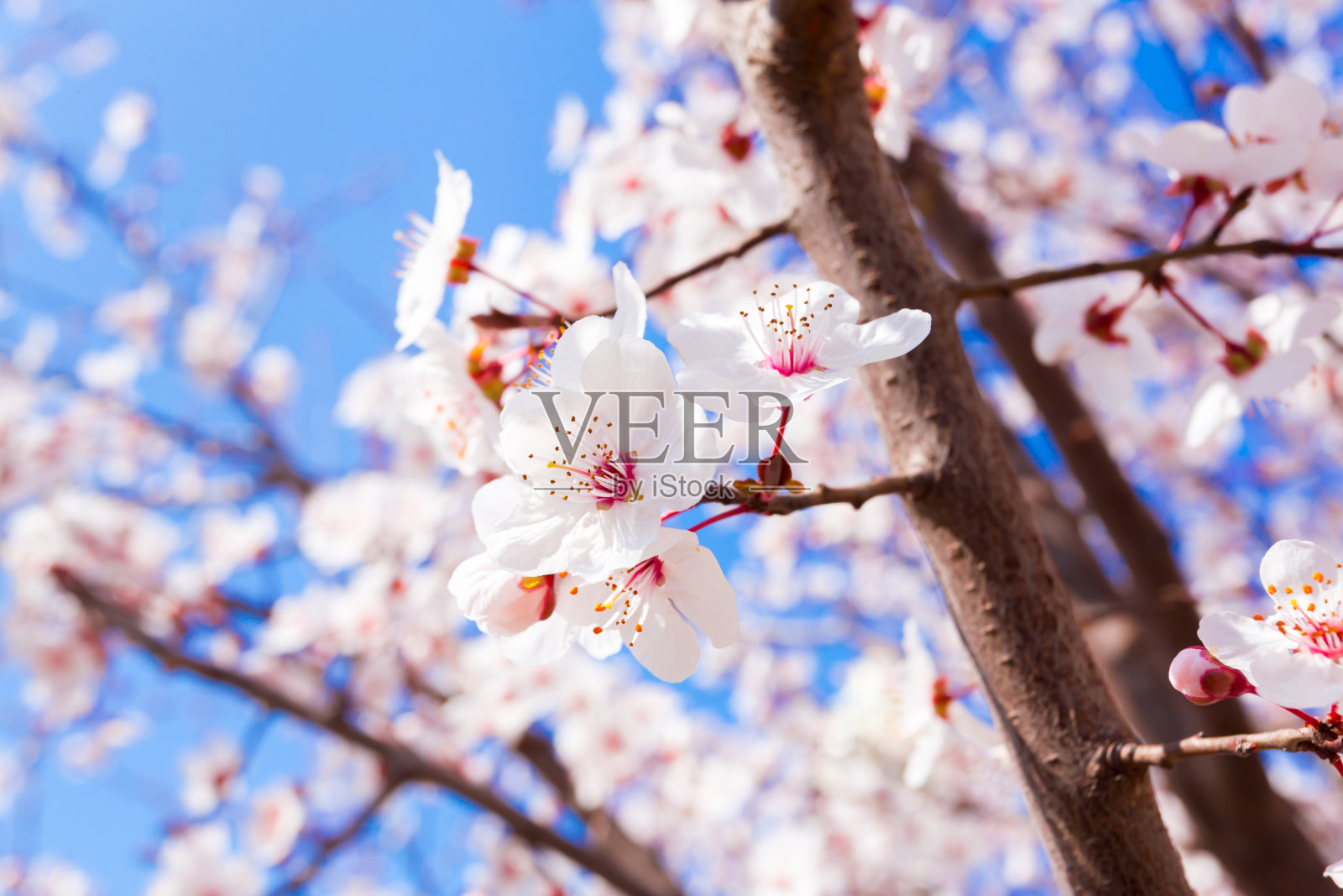 春天盛开的照片摄影图片