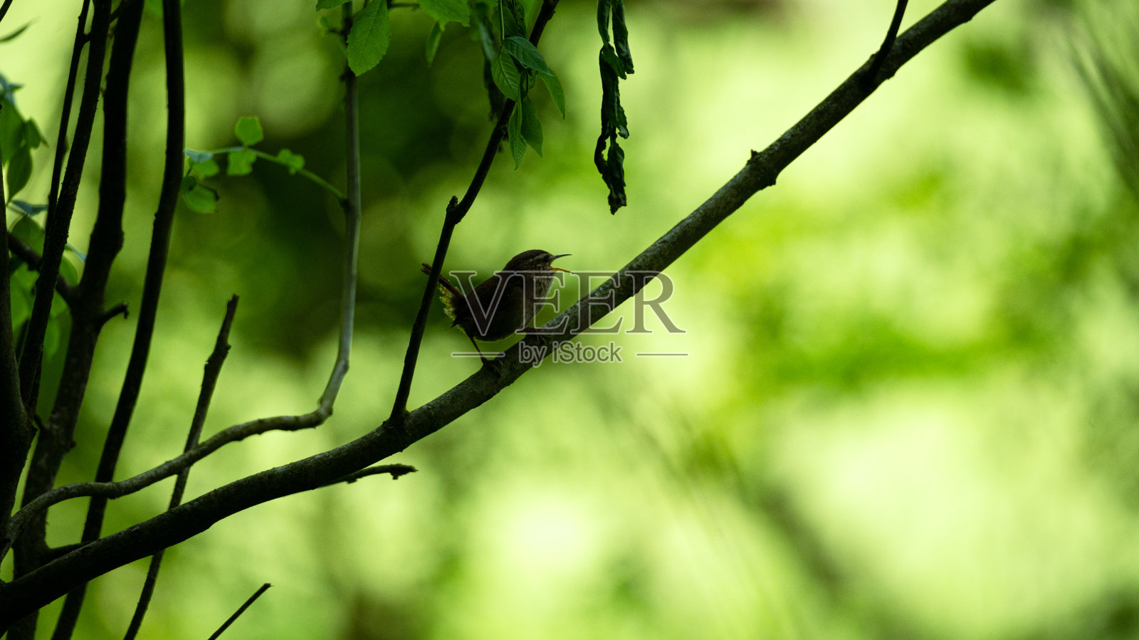 小鹪鹩在森林地面附近的树枝上鸣叫。照片摄影图片