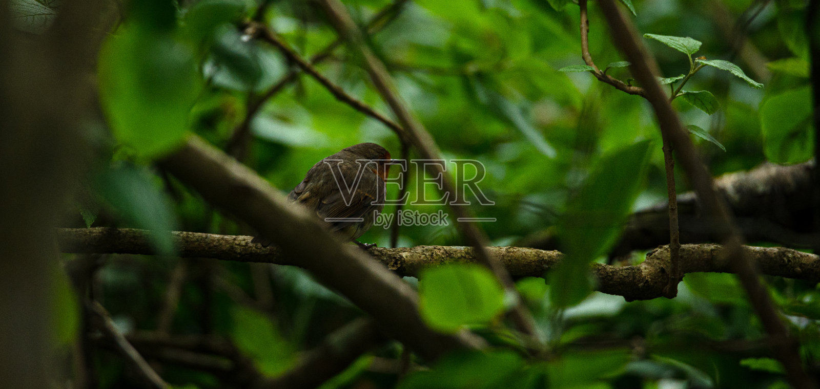 罗宾搜索森林地面的画面。照片摄影图片