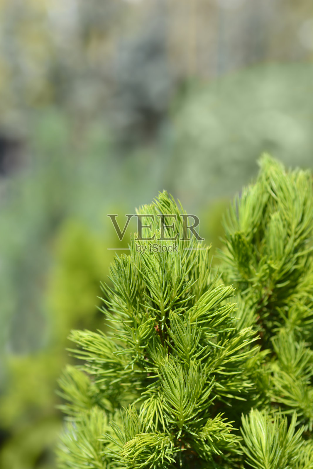 矮阿尔伯塔云杉科尼察十二月照片摄影图片