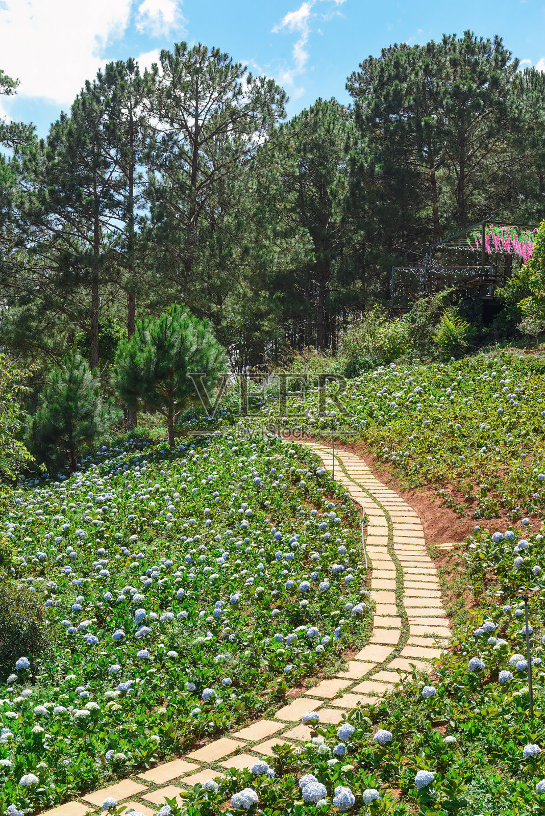 穿越越南大叻绣球花坛和松树的小路照片摄影图片