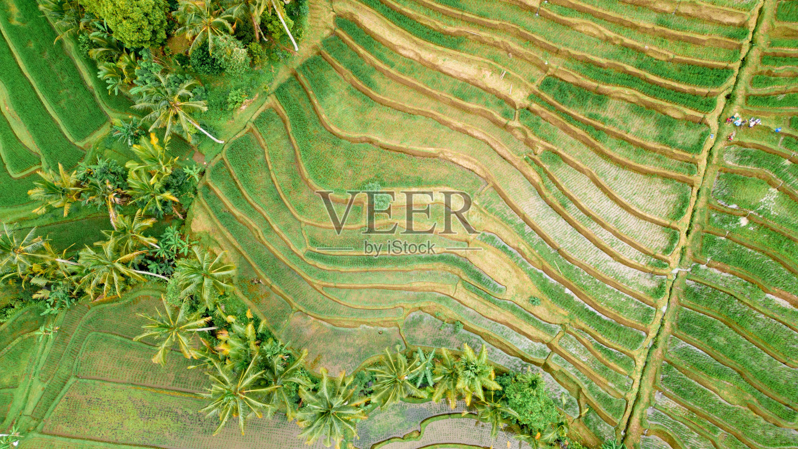 乌布的Tegalalang水稻梯田。照片摄影图片