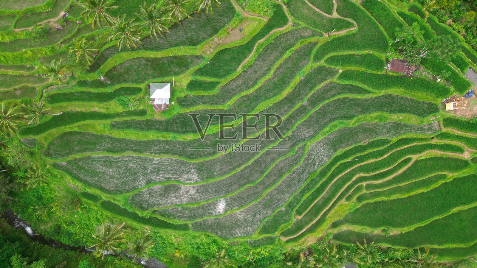 巴厘岛蒙都克的稻田。印尼人。照片摄影图片