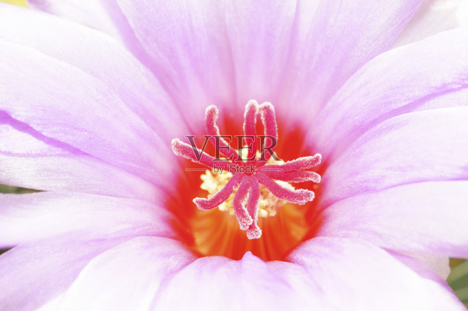 Thelocactus二色的照片摄影图片