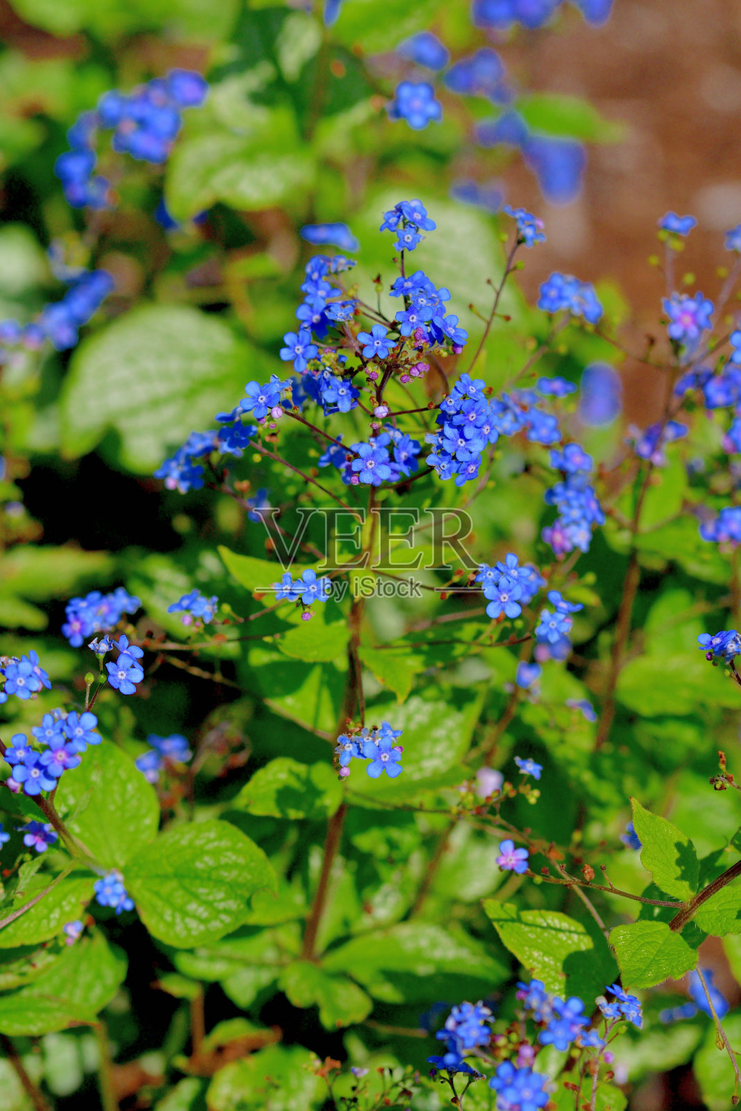 大叶褐花/西伯利亚褐花/大叶褐花/假勿忘我照片摄影图片