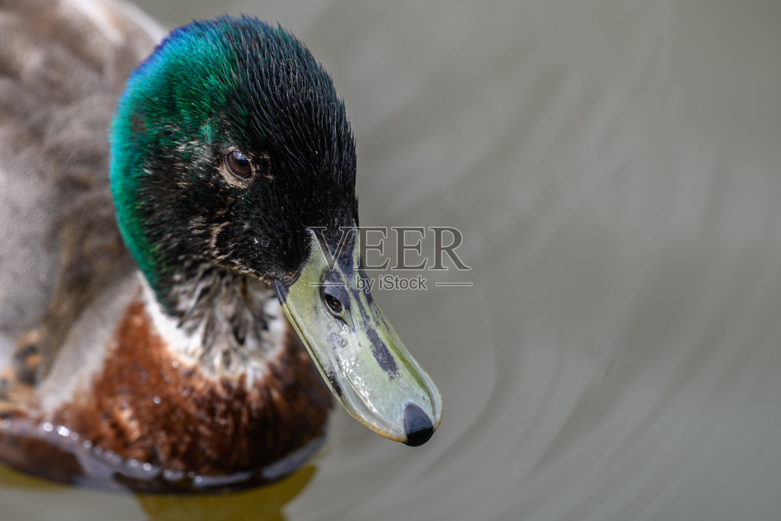 绿头鸭画像照片摄影图片