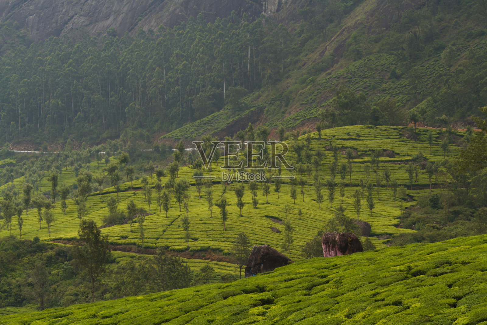 印度穆纳尔的茶园照片摄影图片