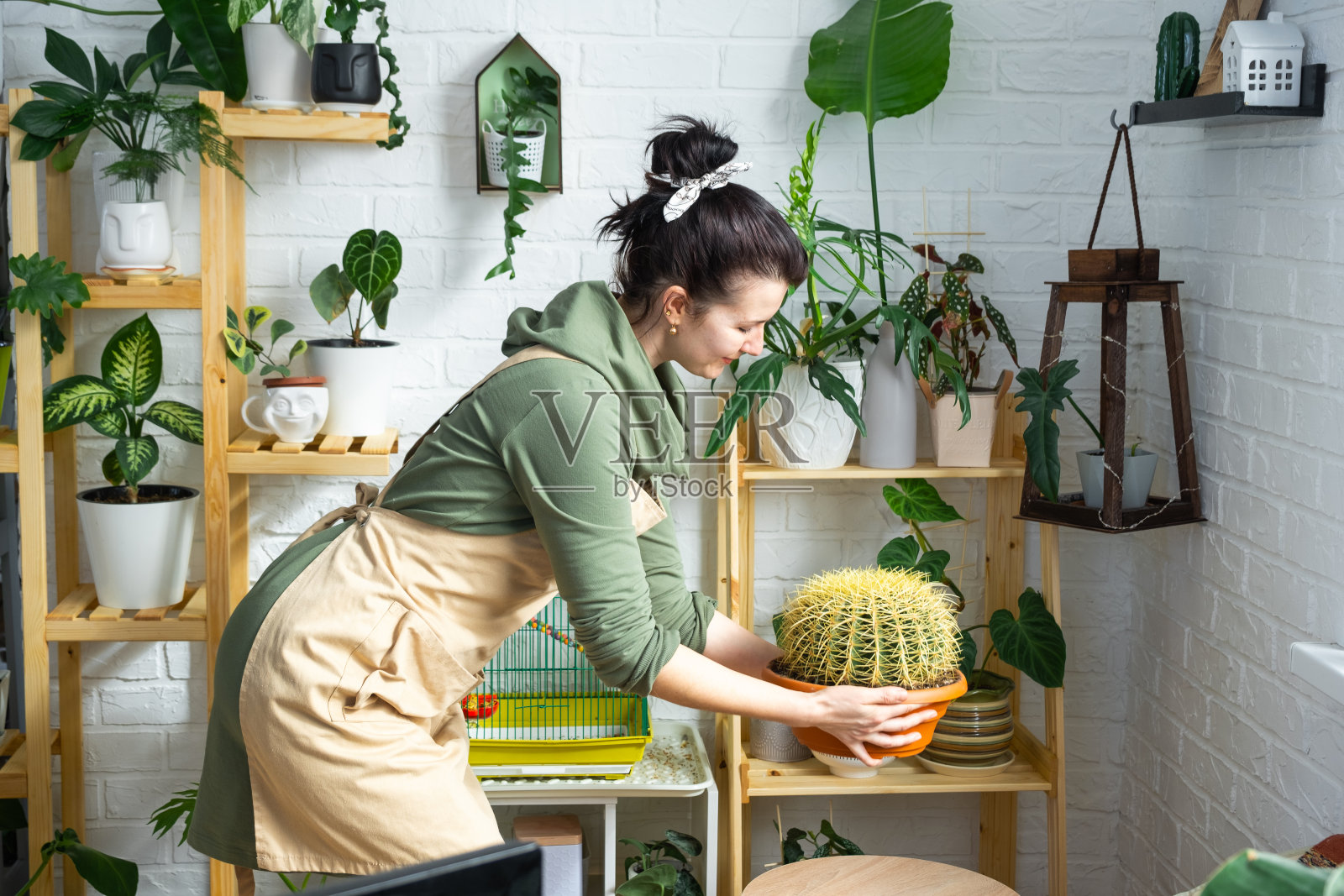 在一间温室的室内，一名妇女手里拿着一只巨大的棘棘蟹，屋内的架子上摆满了家用植物。家庭农作物生产，植物饲养员在花盆里欣赏仙人掌照片摄影图片