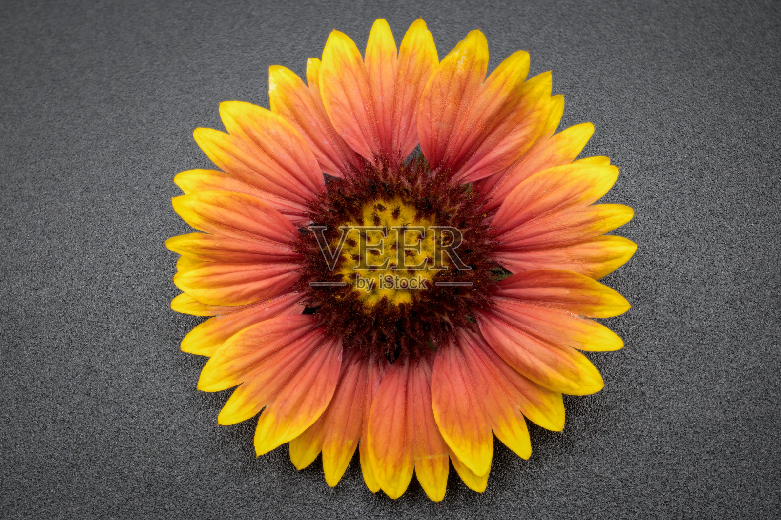 明亮的星星:毯花绽放的微距镜头照片摄影图片