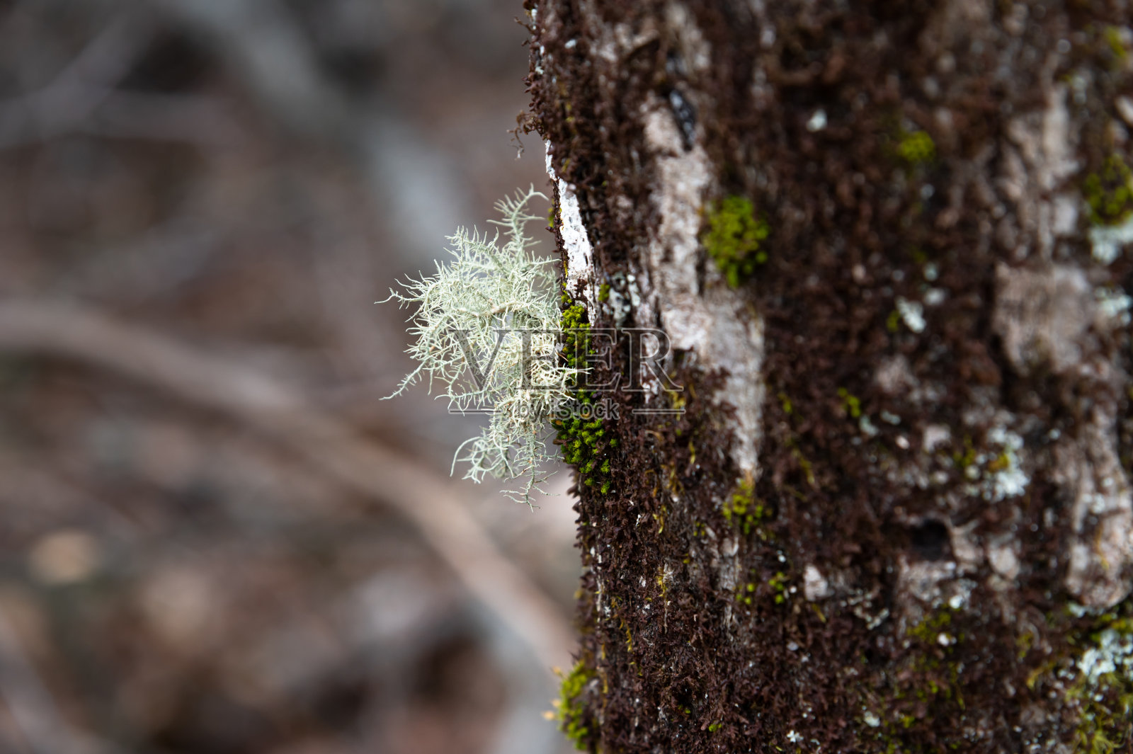 橡树苔地衣生长在树的侧面照片摄影图片