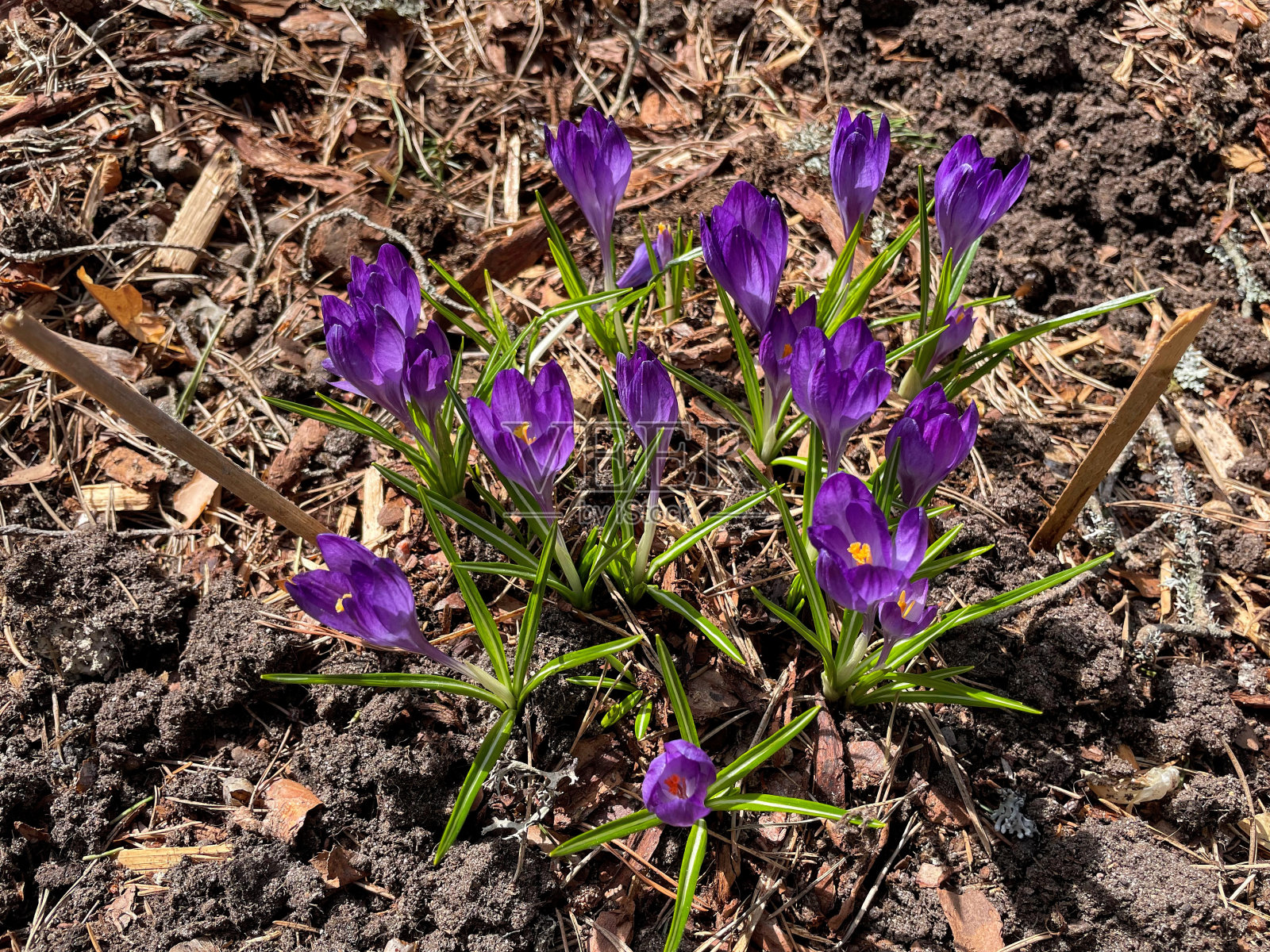 美丽的春天的标志，紫色的丁香藏红花盛开在光秃秃的地面上照片摄影图片