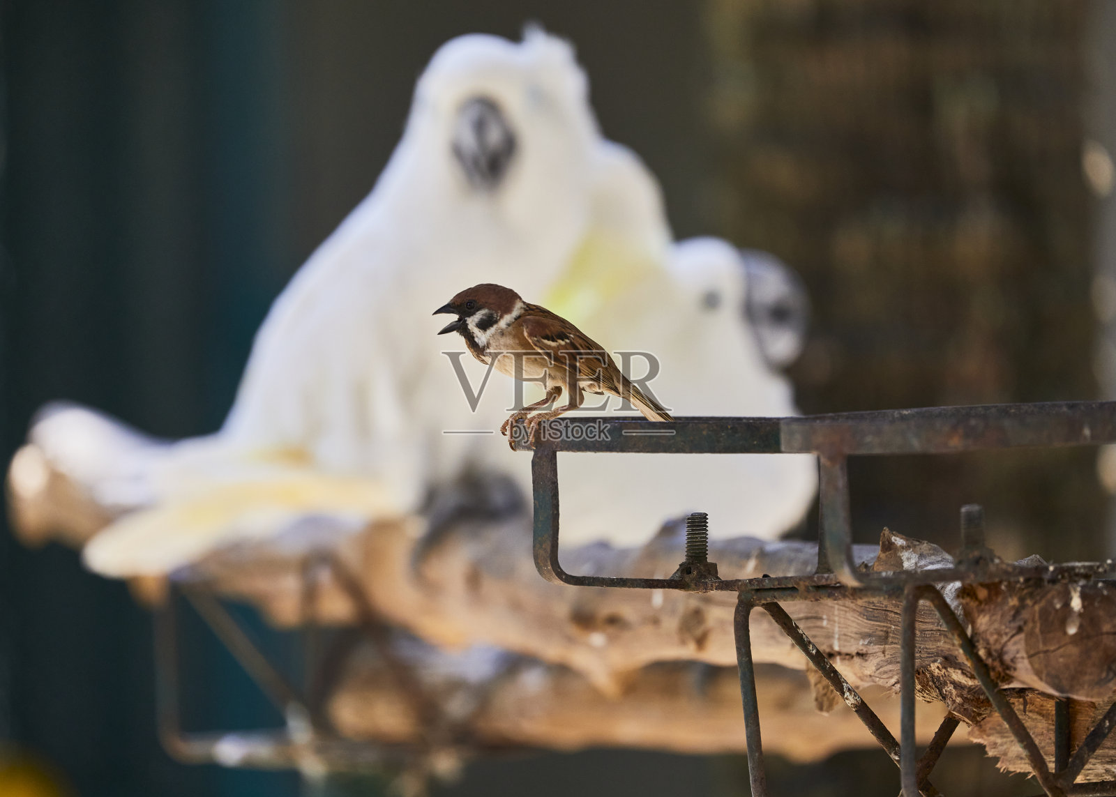 麻雀照片摄影图片