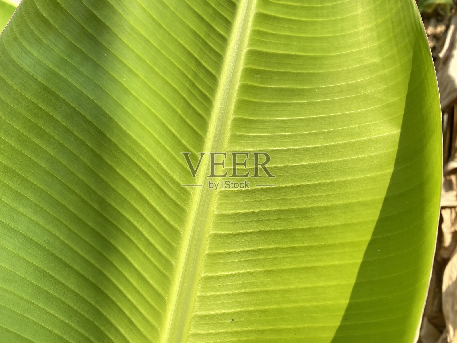 芭蕉叶特写。照片摄影图片